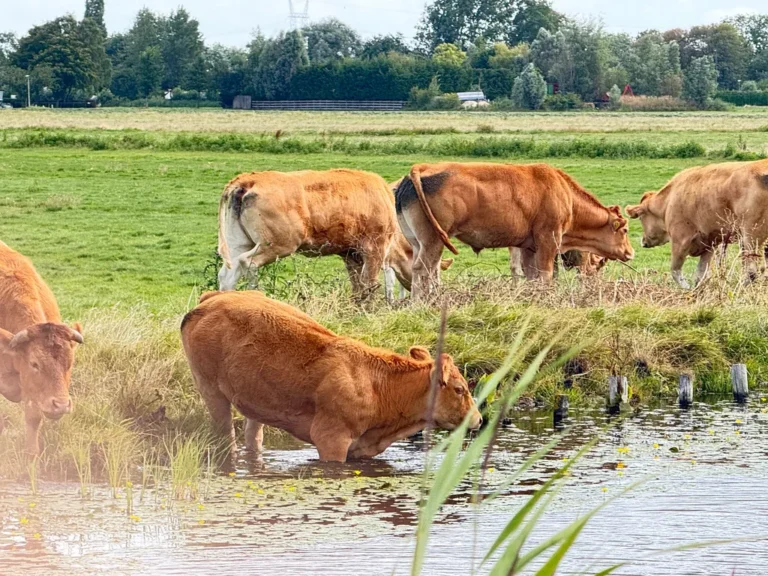 Windmill, Cheese Farms & Countryside E-Bike Tour